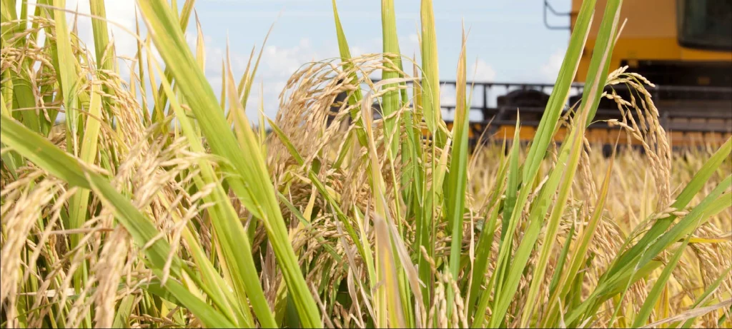 Verifica ontem-02 thumbnail